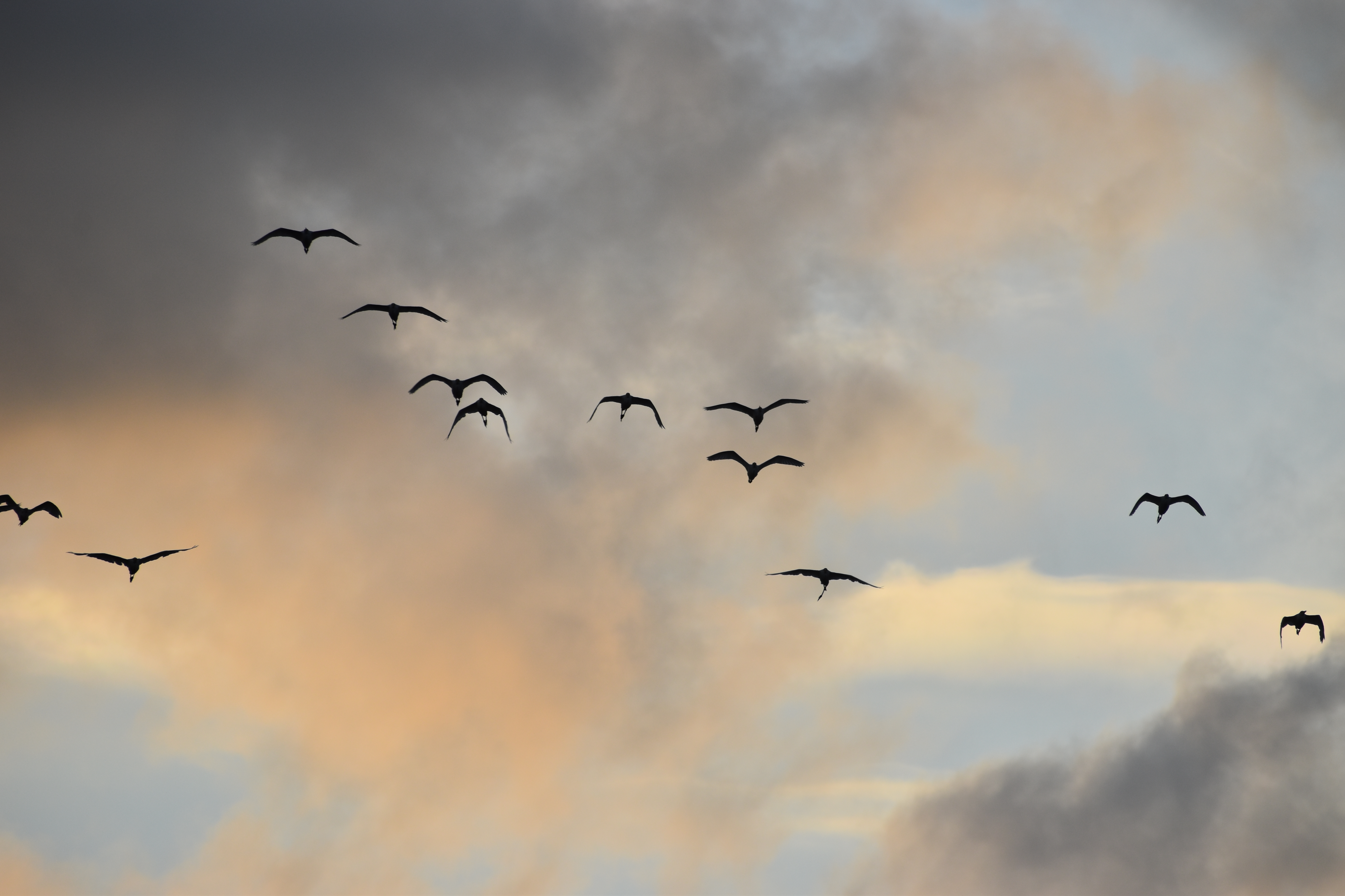 A nature or animal photo