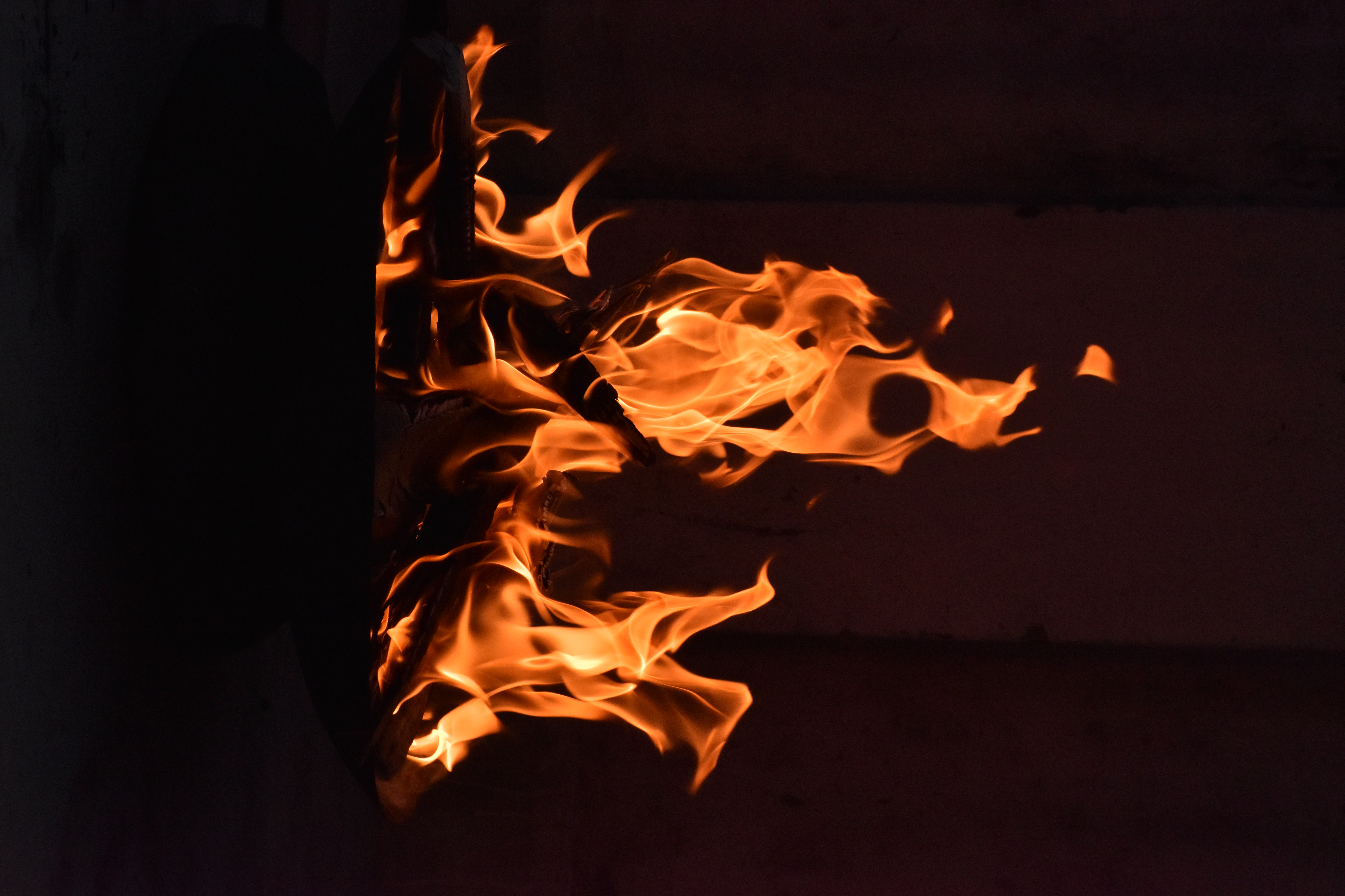 A nature or animal photo