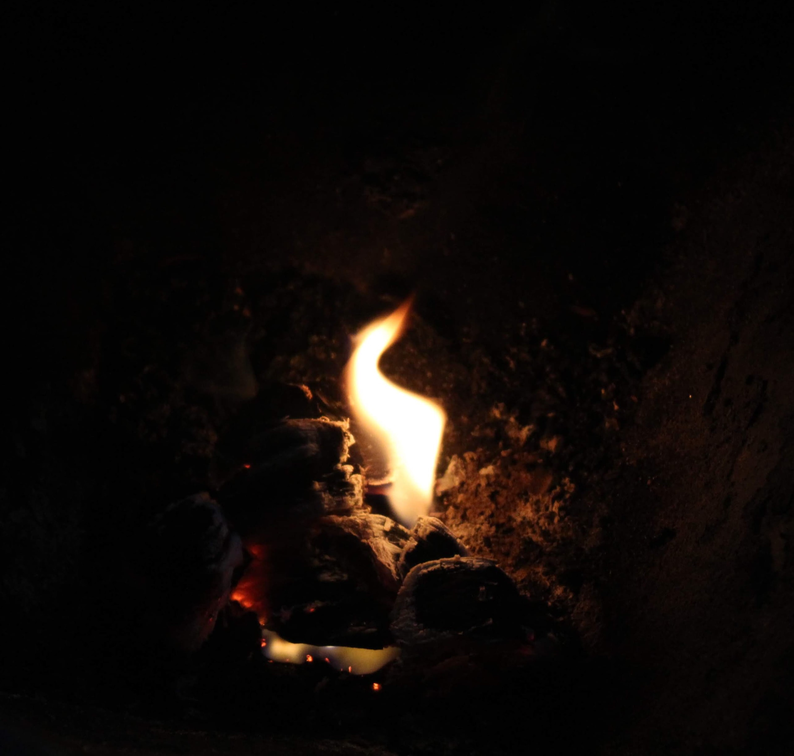 A nature or animal photo