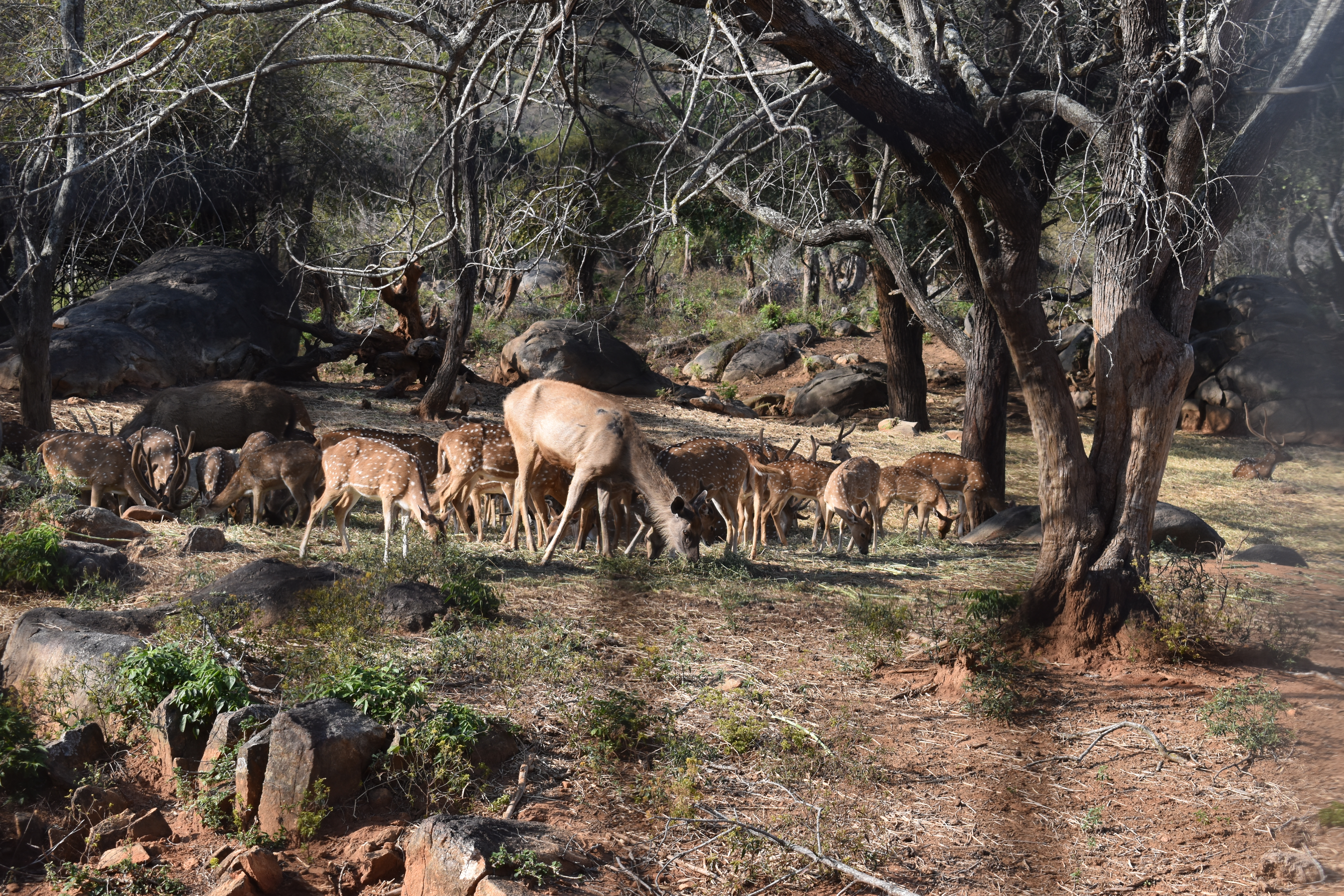 A nature or animal photo