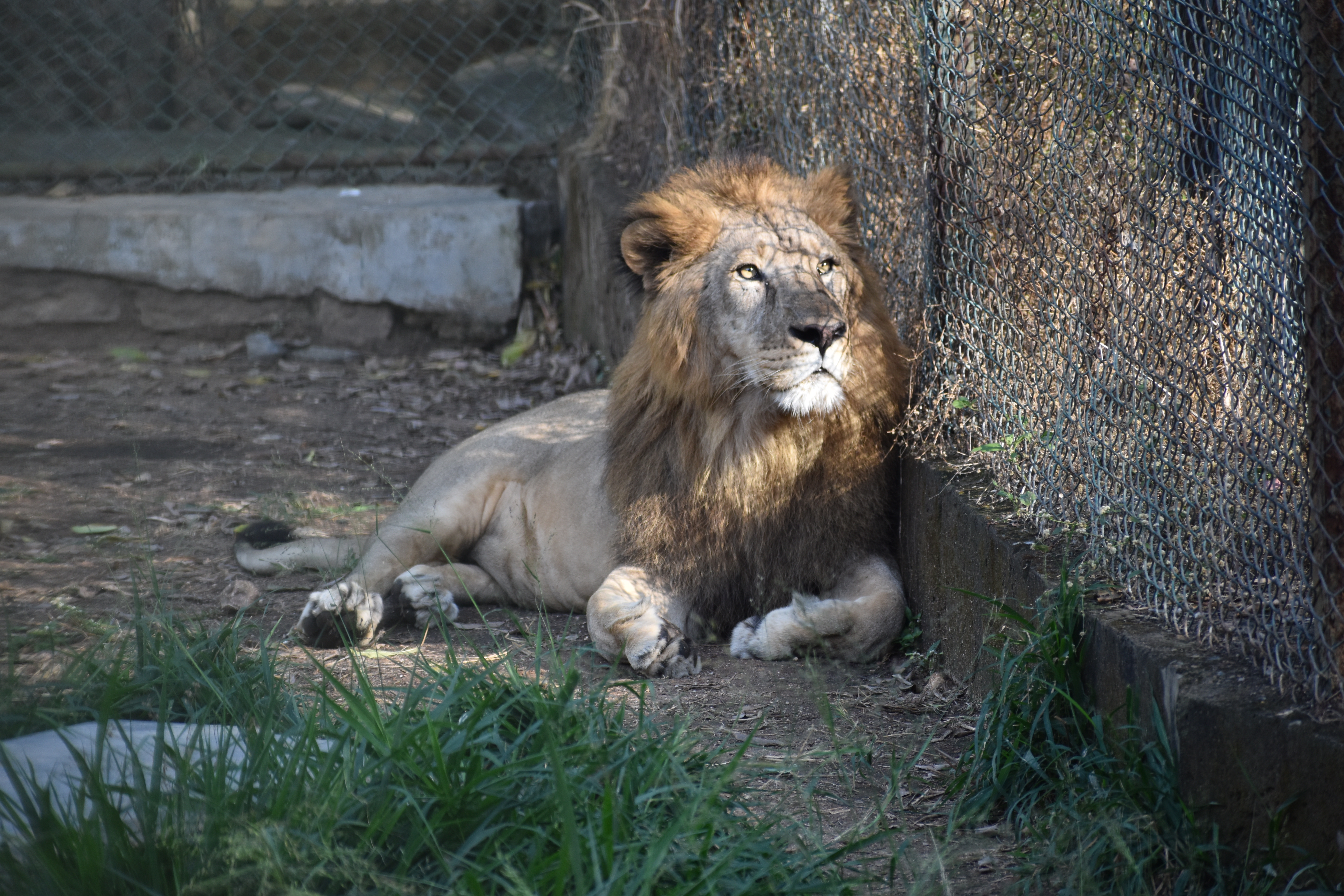 A nature or animal photo