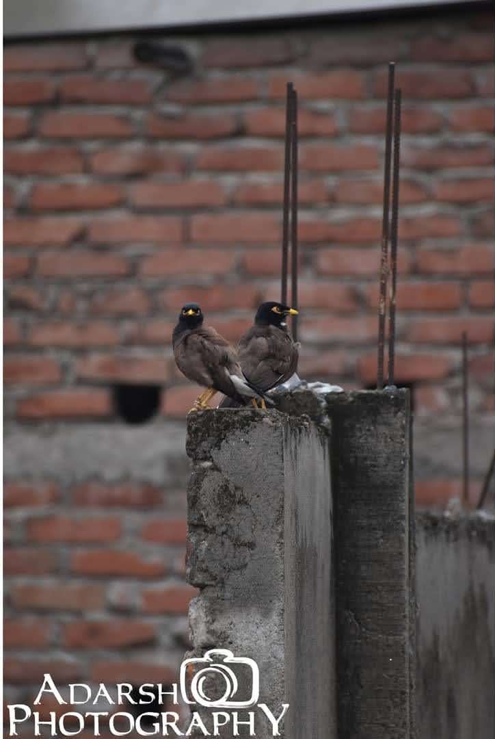 A second portrait of Swas