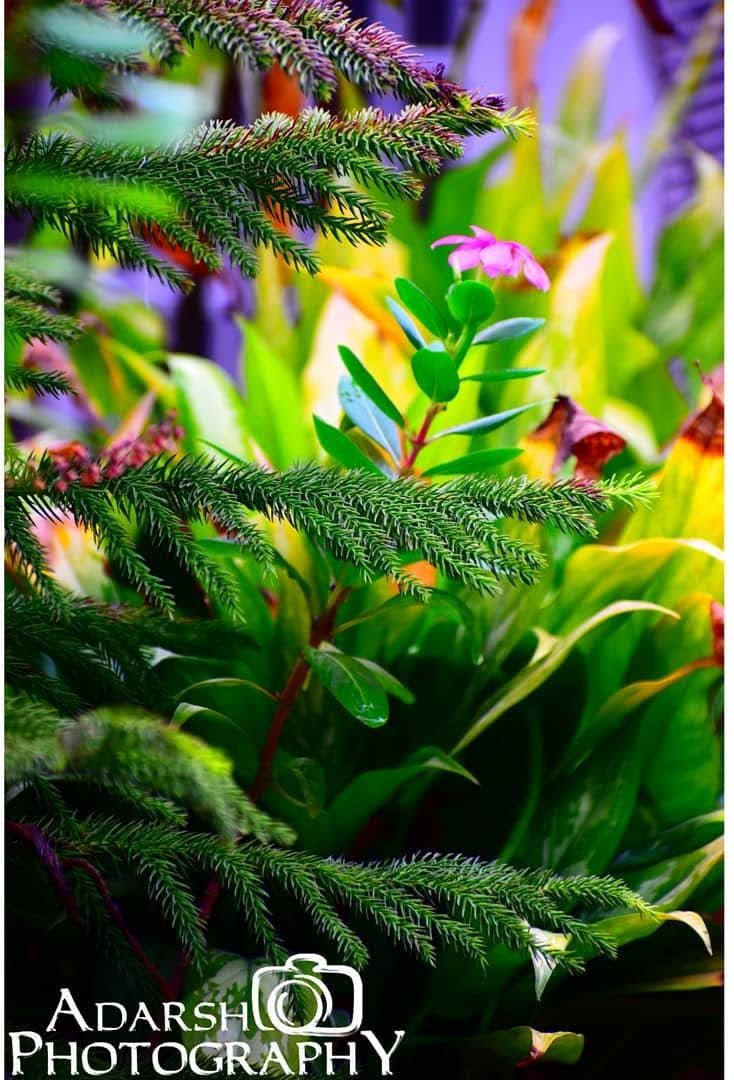 A third portrait of Swas