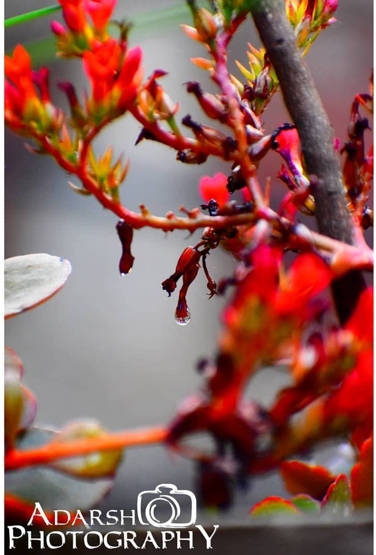 A second portrait of Swas